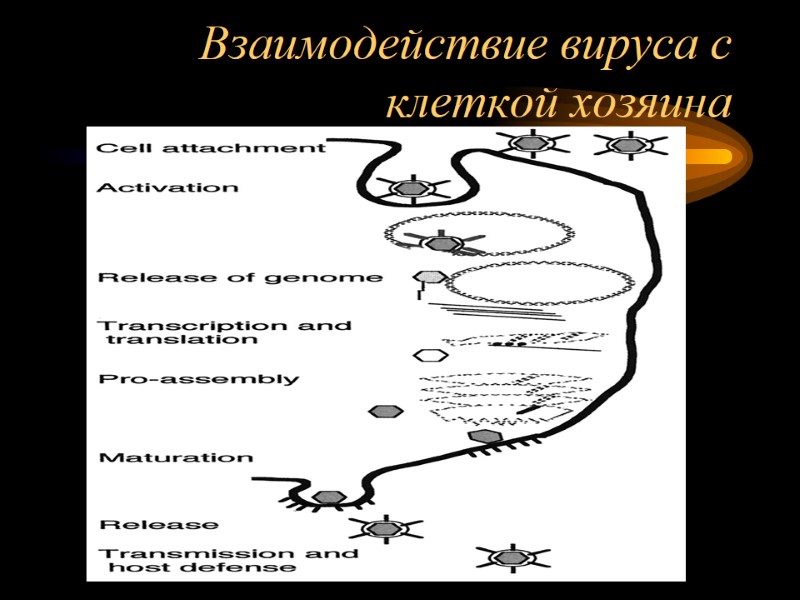 Взаимодействие вируса с клеткой хозяина